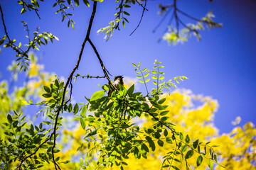 A small songbird sits on a green acacia tree branch on a sunny spring day, singing a song. Springtime nature rebirth. A single little bird on a twig.