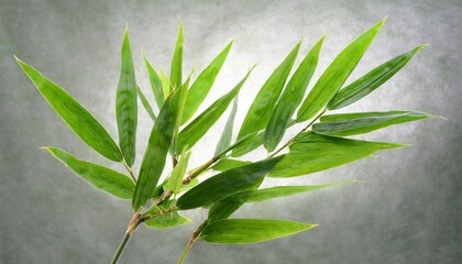 green bamboo leaves on white background