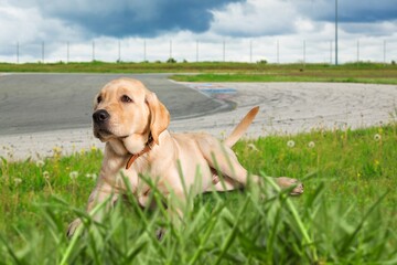 Happy smart dog on green meadow