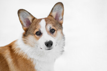 Portrait of a small Pembroke Welsh Corgi puppy walking in the snow. Looks at the camera. Happy little dog. Concept of care, animal life, health, show, dog breed