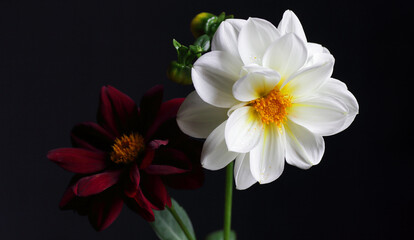 Two flowers on dark moody black background, beautiful romantic composition for celebtarion design and concept, vertical