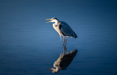 Garça real europeia num lago ao nascer do sol