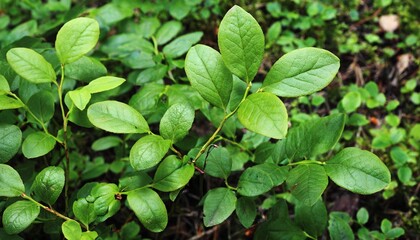 Fototapeta na wymiar green leaves of blueberry