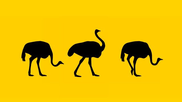 Animation with three ostriches walking on the yellow background (seamless loop)