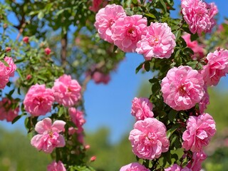 Rose pink flowers climbing bush. 