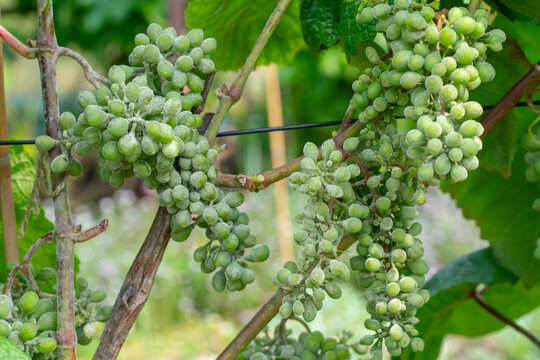 Erysiphe necator  on grape