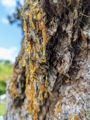 close up of an old tree trunk with a amber yellow tree resin dripping down.