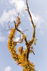 Tree with withered branches with plants on it on blue sky in Himalayas. Fluffy tree with copy space. Wilderness concept. Himalayan landscape. Lonely tree on cloudscape. Amazing nature. Travel in Nepal