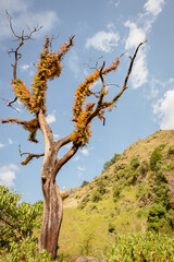 Tree with withered branches with plants on it on blue sky in Himalayas. Fluffy tree. Wilderness concept. Himalayan landscape. Lonely tree on mountain peak. Amazing nature. Travel in Nepal.