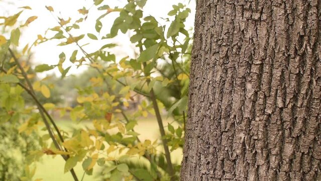 Hojas moviendose en el oto&ntilde;o con un &aacute;rbol a un costado