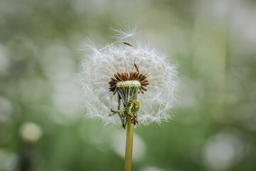 Nahaufnahme einer Pusteblume oder Löwenzahn Blume auf einer Blumenwiese, Deutschland