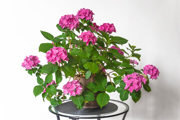 Beautiful purple hydrangea flower in pot on a white background