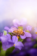  close-up photo of a bee collecting pollen in the rays of the sun