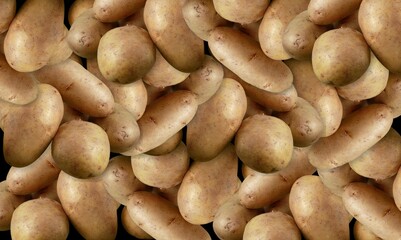 Fototapeta na wymiar Many organic, ripe, freshly dug potatoes.