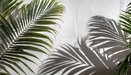 tropical palm leaves shadow on a white wall
