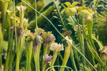 Sarracenia leucophylla carnivorous plants on a wild nature. Pitcher plant is growing in botanical garden. Flowers that eat insects. Lush exotic flora. - obrazy, fototapety, plakaty