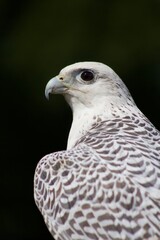  Peregrine Falcon