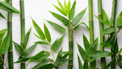 bamboo leaves on white background