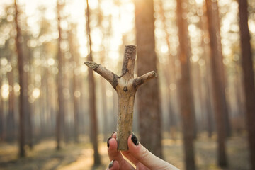 Point of view: holding a stick in pine forest landscape on sunset. Warm light and unfocused trees...