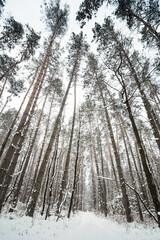 Wide angle photo of pine forest. Path in winter forest: snow covered ground and trees. Fish eye point of view.
