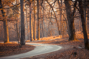 Road through pine forest at sunset. Winding road though the woods: early spring moments in orange colors.