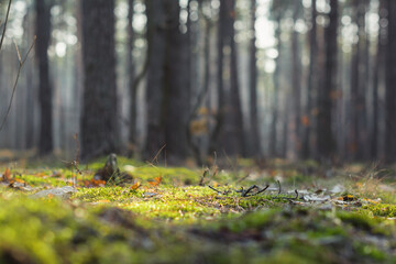 Early spring in pine forest. Selective focus image of moss in spring forest. Abstract unfocused...