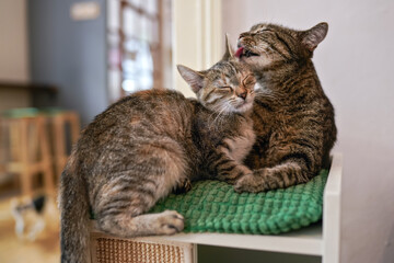 Two cats close together, looks like lovers, one is licking another fur with eyes closed