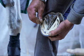 Man cleaning horse hoof, before applying new horseshoe. Closeup up detail to hands holding animal...