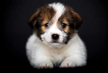 Jack Russell puppy lying on a black background