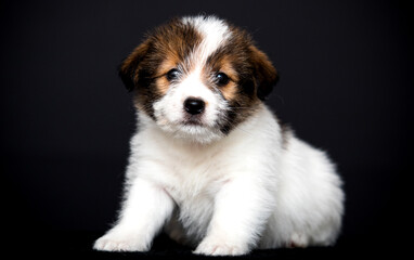 Jack Russell puppy sitting on a black background