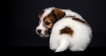 Jack Russell puppy backside on black background