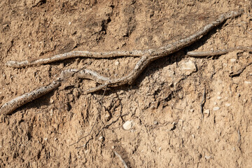 visible roots of a tree in brown earth soil