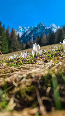 Field of white crocuses flowers in full bloom on idyllic alpine meadow in Bärental. View of snow capped Karawanks in Carinthia, Austria. Remote alpine landscape in springtime in Austrian Alps, Europe