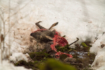 life and death, that is nature, the cadaver of a dead roe buck at a winter day on the mountains