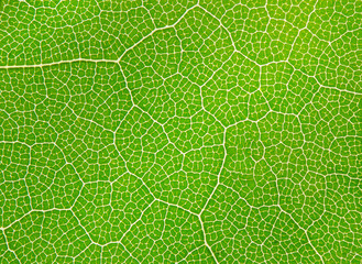 Extreme close-up of a leaf showing veins, cell detail