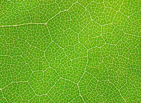 Extreme close-up of a leaf showing veins, cell detail