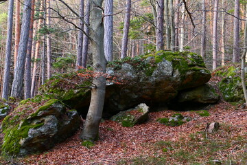 Steinformation im Wald