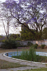 Africa garden on film