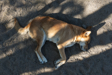 Yellow dog sleeping in the sand, with space for text