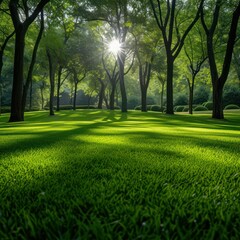 rows of trees in the park