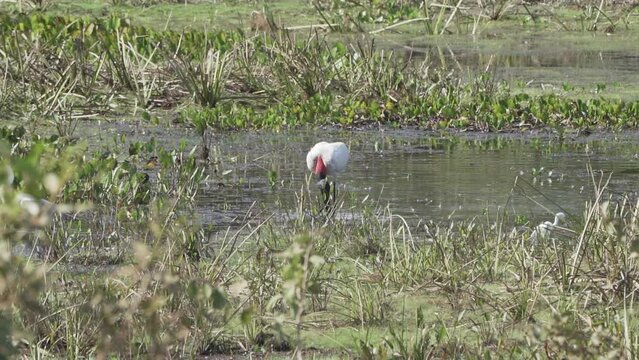 Giant Jabiru Stork, Jabiru mycteria, wading through a swamp in the wetlands of the border region between Brazil and Bolivia close to the Pantanal.
