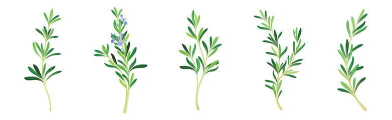 Fototapeta na wymiar Rosemary Twig as Perennial Herb with Fragrant, Evergreen, Needle-like Leaves and Blue Flowers Vector Set