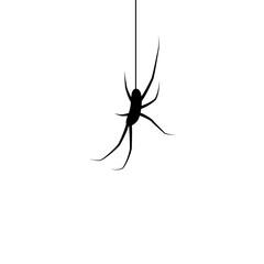 Spider silhouette. Black hanging spider isolated on white background. Simple realistic insect hang down on string. Phobia symbol. Drawing arachnid side. Pest crawling on web. Vector illustration