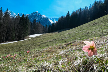 Wild snow roses Helleborus niger in full bloom on idyllic alpine meadow in Bärental. View of snow...