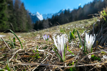 Obraz premium Field of white crocuses flowers in full bloom on idyllic alpine meadow in Bärental. View of snow capped Karawanks in Carinthia, Austria. Remote alpine landscape in springtime in Austrian Alps, Europe