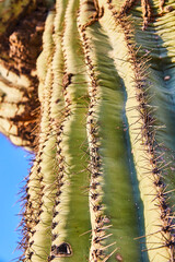 Saguaro Cactus Texture and Spines Close-Up with Blue Sky Background