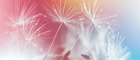 abstract pastel background with a group of dandelion umbrellas in water droplets - obrazy, fototapety, plakaty