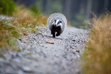 Close up, low angle, direct view of running European badger, Meles meles. Black and white striped forest animal running directly at camera on forest road in colorful autumn spruce forest. 