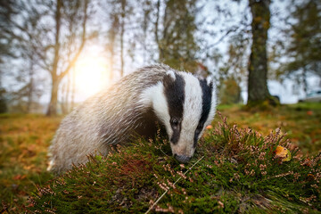 Close up, ultrawide photo of European badger, Meles meles against sun. Black and white striped forest animal  looking for prey in colorful autumn forest. 