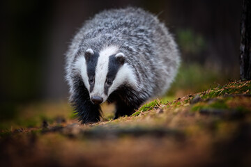 Close up, low angle, direct view of running European badger, Meles meles. Black and white striped...